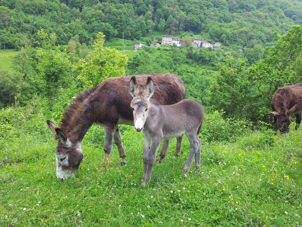 Agriturismo Ca Sonino Bettola  Exteriör bild